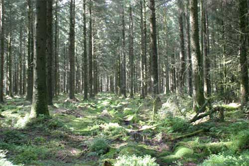 Bellever woods