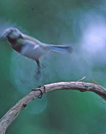 bluetit taking off