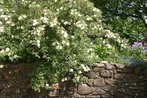 Gooseberry Cottage garden