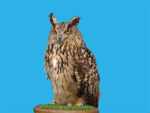 European Eagle Owl at the Okehampton show in 2006 - one of the few good things to come out of Europe?